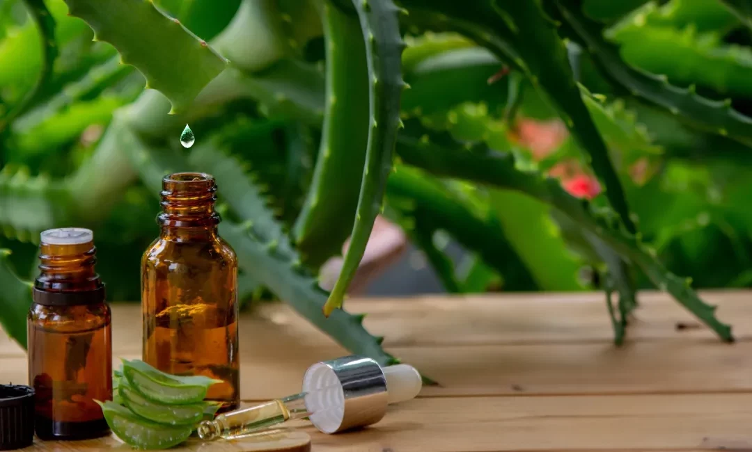 L’aloe vera dans l’aromathérapie : Utilisez l’aloe vera en combinaison avec les huiles essentielles pour des bienfaits thérapeutiques