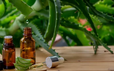 L’aloe vera dans l’aromathérapie : Utilisez l’aloe vera en combinaison avec les huiles essentielles pour des bienfaits thérapeutiques