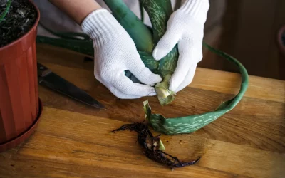 L’aloe vera dans les produits de jardinage