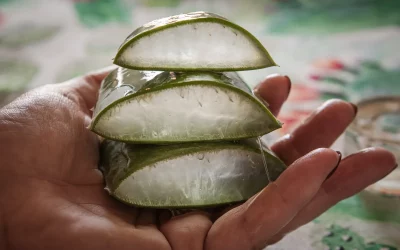 Les bienfaits de l’aloe vera pour des ongles forts et sains : Conseils pour une manucure naturelle