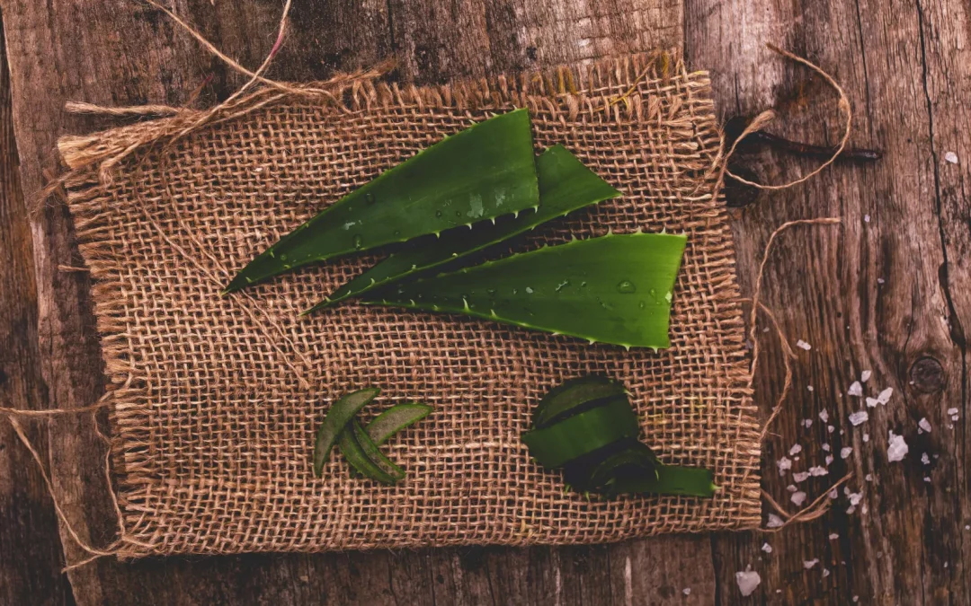 Les bienfaits de l’aloe vera pour des pieds frais et apaisés en été