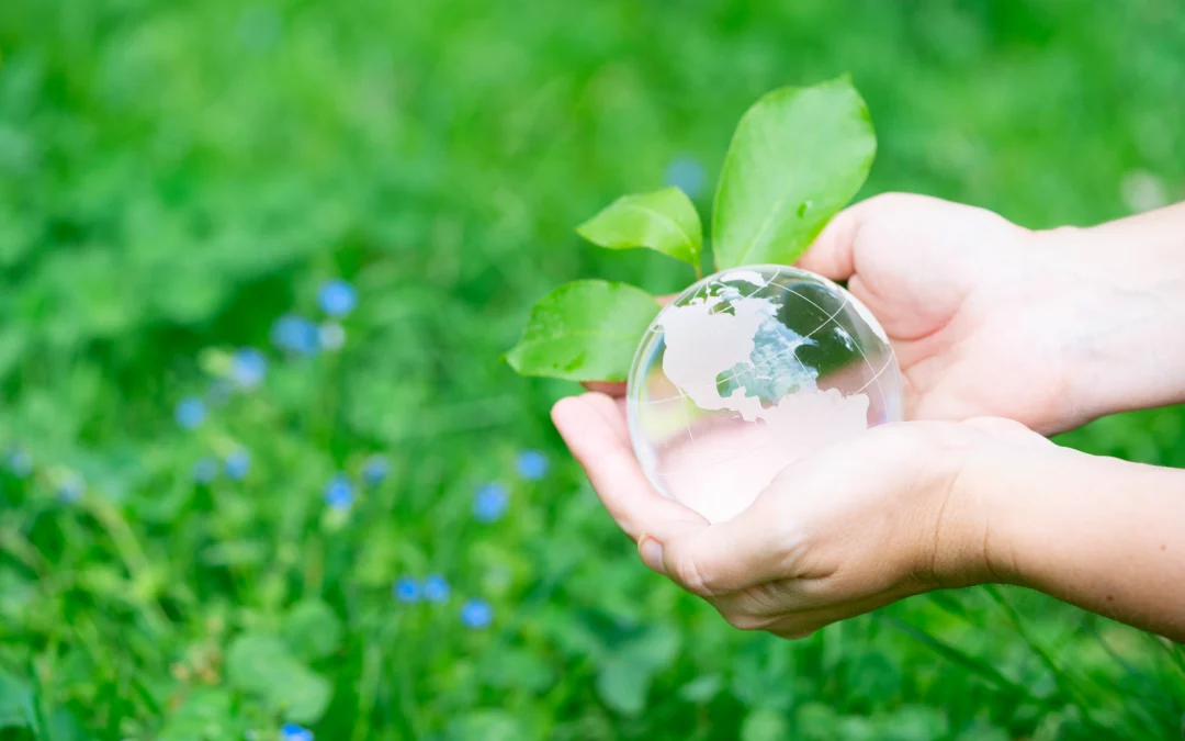 L’aloe vera pour le développement durable