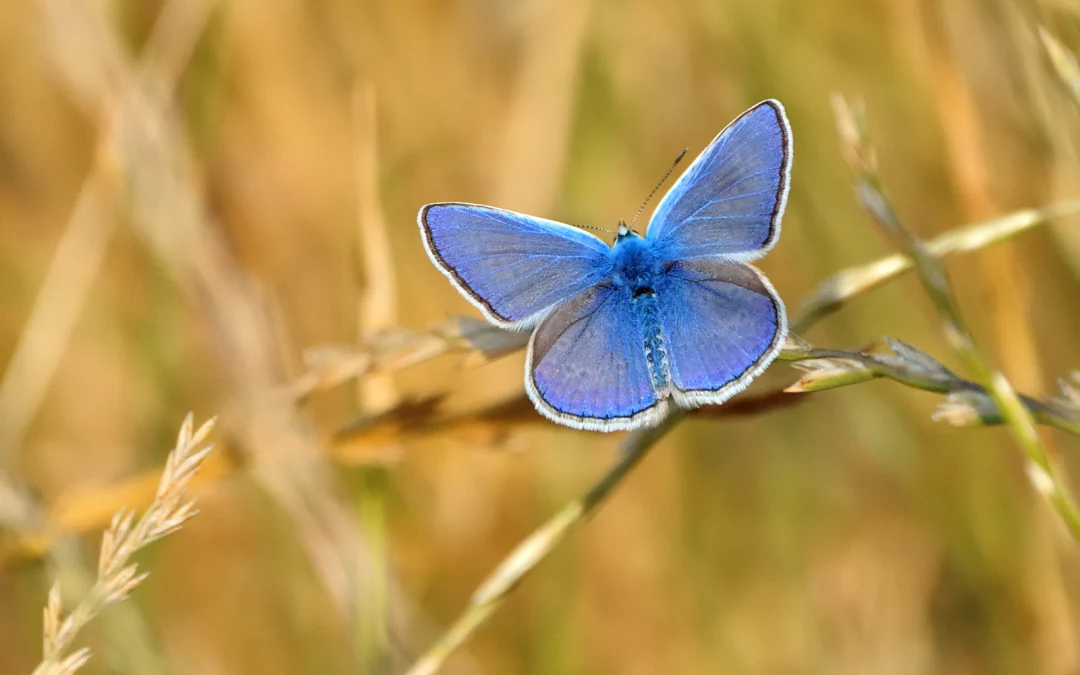 L’aloe vera et l’agroécologie