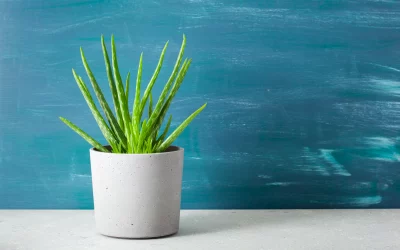 Astuces pour conserver l’aloe vera frais à la maison