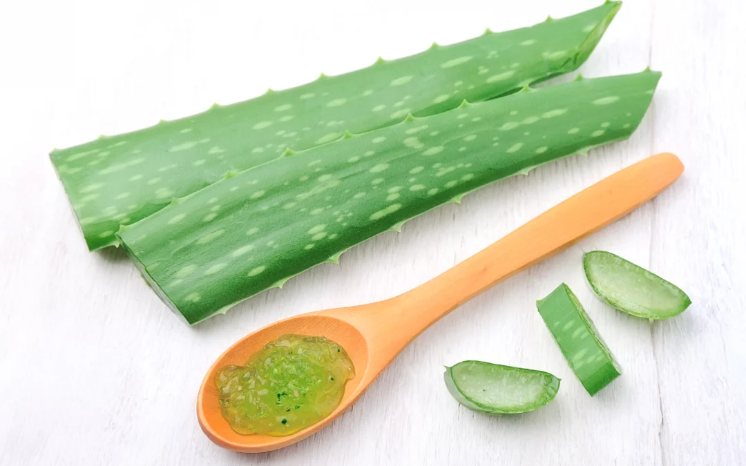 Quel Aloe Vera est comestible ? Découvrez les variétés d’Aloe Vera qui peuvent être consommées