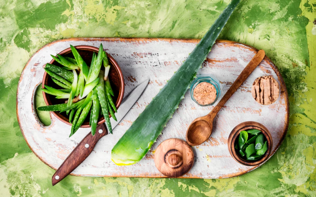 Comment couper l’Aloe Vera : Guide pratique pour une coupe correcte et sûre