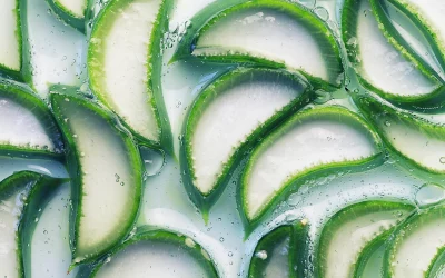 Utiliser l’aloe vera pour favoriser la détoxification et l’élimination des toxines