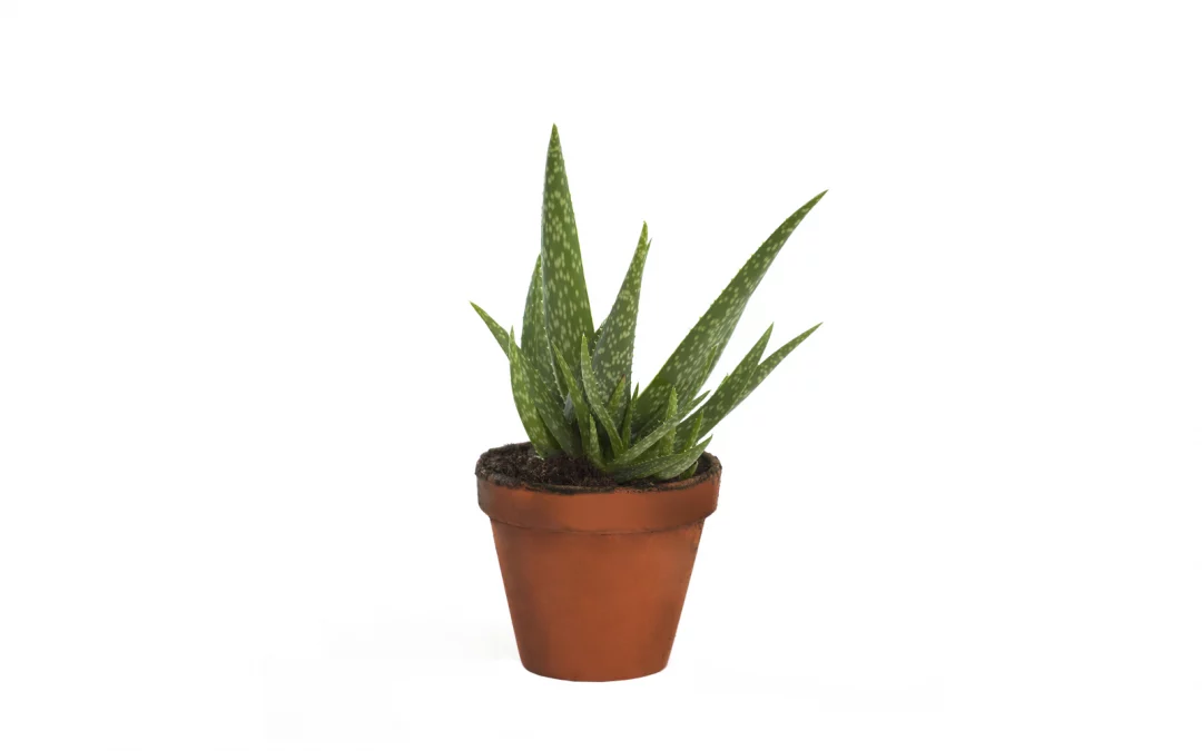 Pourquoi l’Aloe Vera Devient Marron ? Comprendre les Causes et Trouver des Solutions