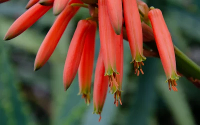 Quand l’aloe vera fleurit : Découvrez le mystère de la floraison