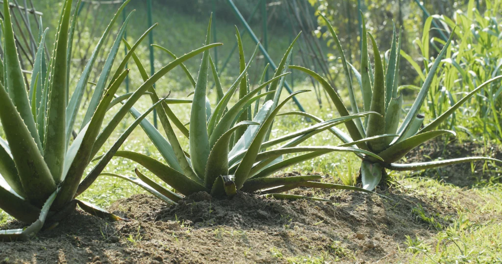 Pourquoi l'Aloe Vera tombe ? Causes et solutions pour maintenir une — free download