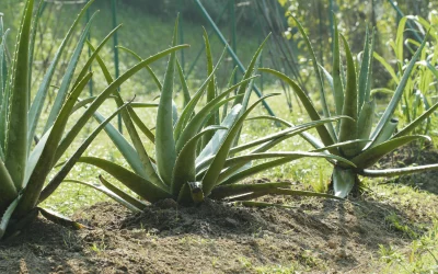 Pourquoi l’Aloe Vera tombe ? Causes et solutions pour maintenir une plante en bonne santé