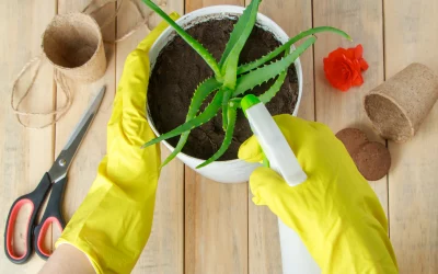 Quand arroser l’aloe vera : les meilleures pratiques pour prendre soin de votre plante