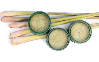 Baume apaisant à l’aloe vera : soulagez les piqûres d’insectes