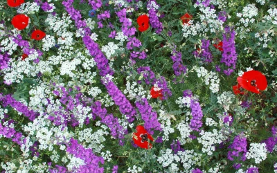 L’aloe vera et la préservation de la biodiversité