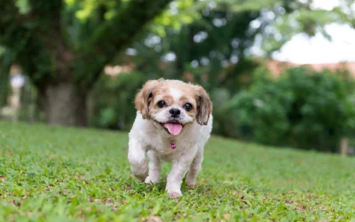 Utiliser l’Aloe Vera pour traiter les problèmes de peau chez les animaux de compagnie