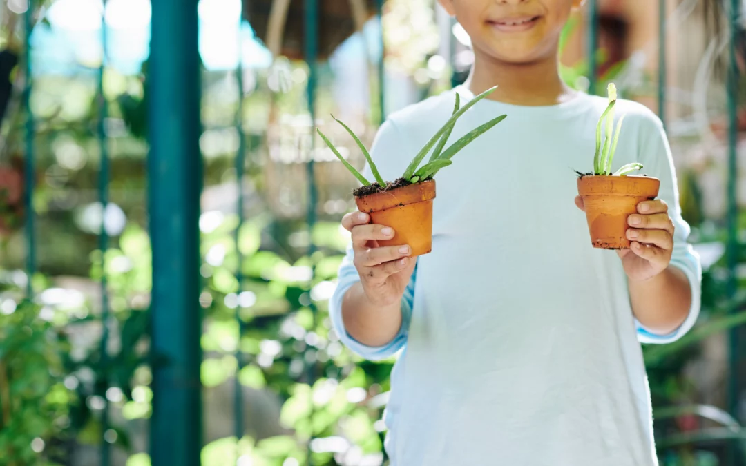 Comment cultiver de l’aloe vera de manière éco-responsable