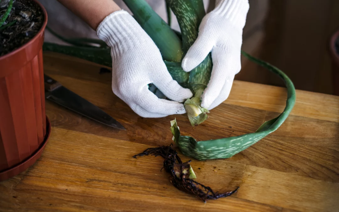 Utiliser l’aloe vera comme engrais : un secret naturel pour des plantes en pleine santé