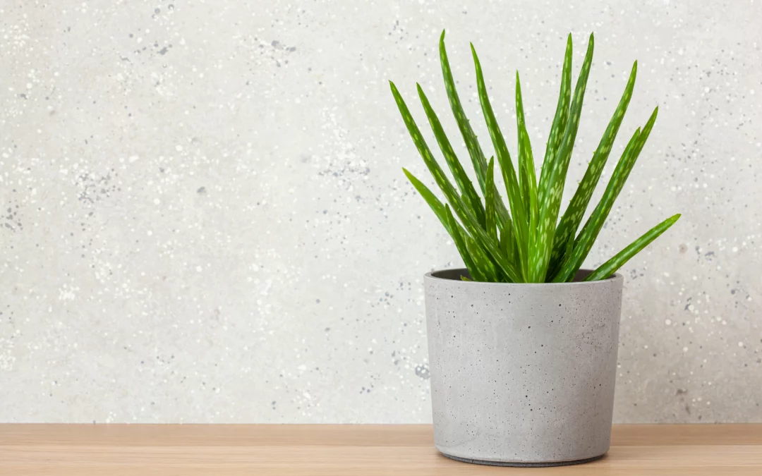Comment entretenir votre Aloe Vera : Guide complet pour une plante en pleine santé