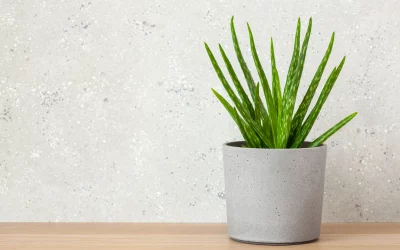 Comment entretenir votre Aloe Vera : Guide complet pour une plante en pleine santé