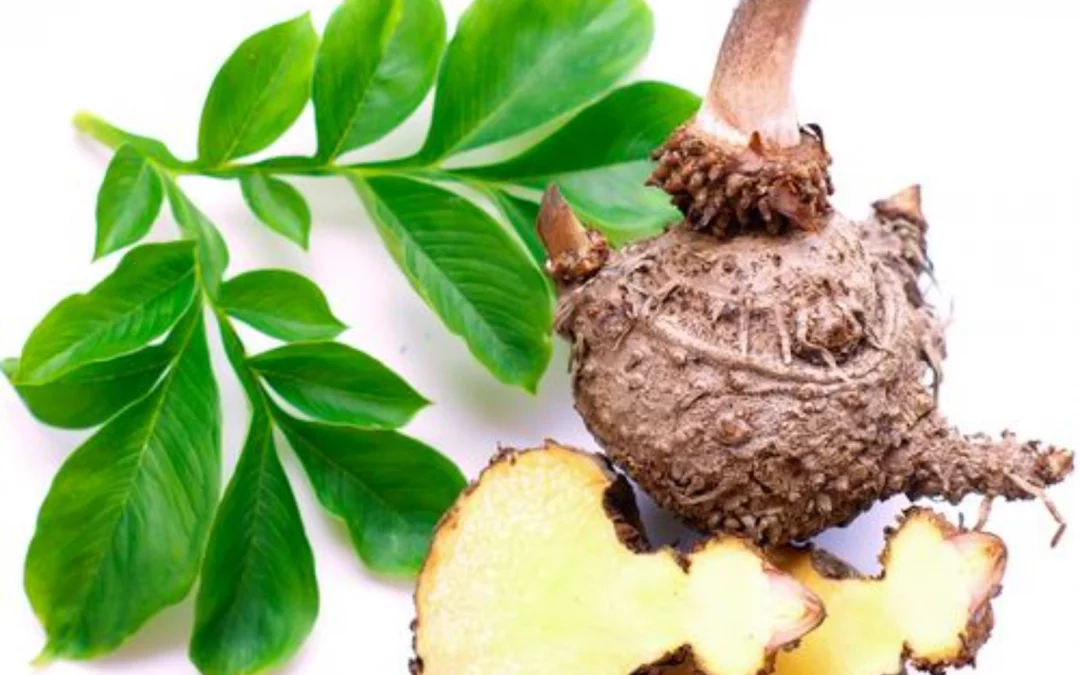 Les effets du glucomannane dans Forever Sensatiable sur la satiété et la gestion de l’appétit