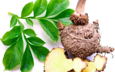 Les effets du glucomannane dans Forever Sensatiable sur la satiété et la gestion de l’appétit