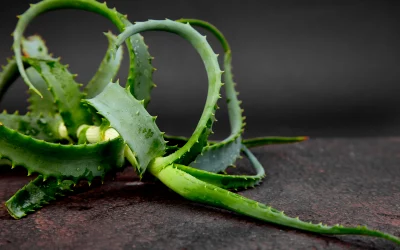 L’aloe vera : Démystifier la partie toxique