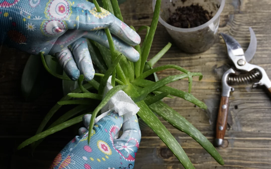 Quand Planter l’Aloe Vera : Les Meilleures Saisons pour Cultiver cette Plante