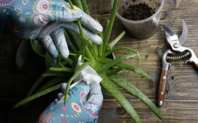 Quand Planter l’Aloe Vera : Les Meilleures Saisons pour Cultiver cette Plante
