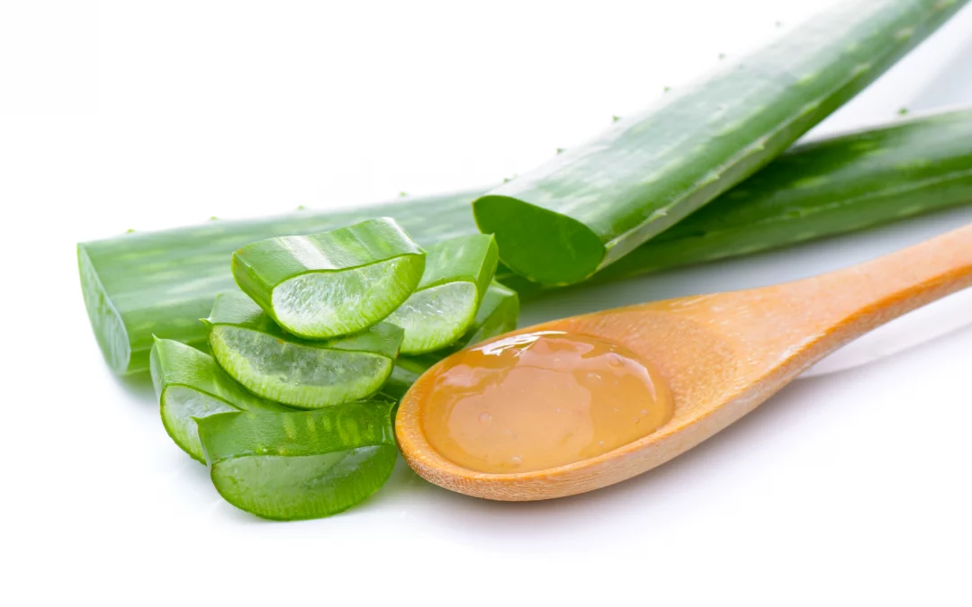 Comment choisir le bon type d’Aloe Vera : Guide complet pour profiter de ses bienfaits