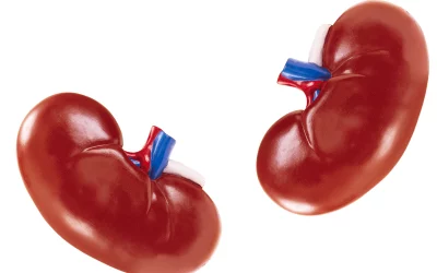 Les bienfaits de l’aloe vera pour la santé des reins