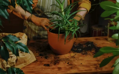 Quelle terre pour l’aloe vera : Guide complet